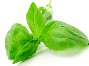 basil1